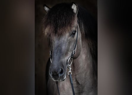 Icelandic Horse, Stallion, 14 years, 14,1 hh, Dun