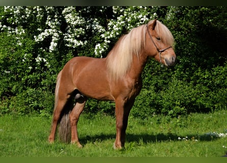 Icelandic Horse, Stallion, 14 years, Chestnut-Red