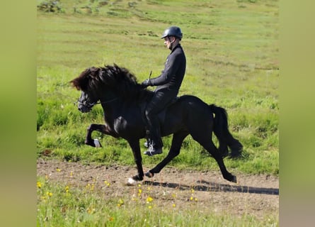 Icelandic Horse, Stallion, 16 years, 14 hh, Black