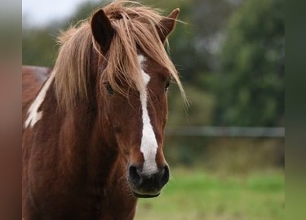 Islandpferd, Hengst, 18 Jahre, 13,1 hh, Schecke