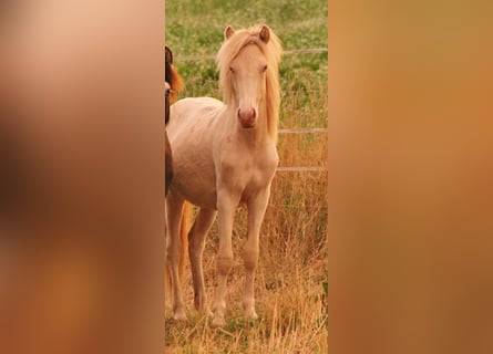 Icelandic Horse, Stallion, 1 year, 13.2 hh, Perlino