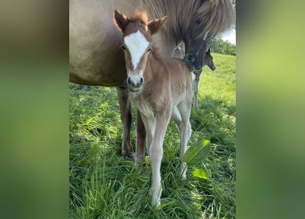 Icelandic Horse, Stallion, 1 year, 14,1 hh, Chestnut-Red