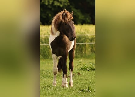 Icelandic Horse, Stallion, 1 year, 14.1 hh, Pinto