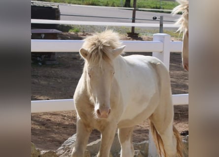Icelandic Horse, Stallion, 1 year, 14.2 hh, Pinto