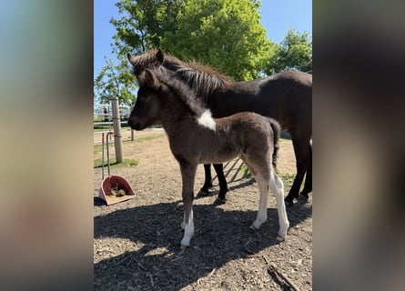 Icelandic Horse, Stallion, 1 year, 14 hh, Pinto