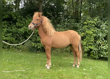 Icelandic Horse, Stallion, 1 year, 14 hh, Red Dun