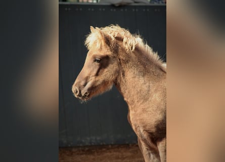 Icelandic Horse, Stallion, 1 year, 14,1 hh, Dun