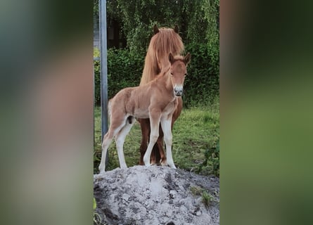 Icelandic Horse, Stallion, 1 year, Chestnut-Red