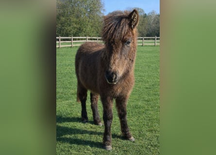 Icelandic Horse, Stallion, 1 year, Dun