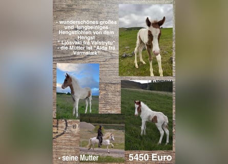 Icelandic Horse, Stallion, 1 year