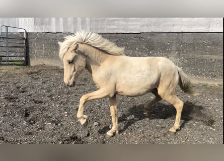 Icelandic Horse, Stallion, 1 year, Palomino