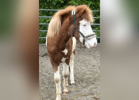 Icelandic Horse, Stallion, 2 years, 12.2 hh, Pinto