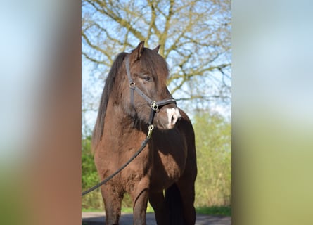 Icelandic Horse, Stallion, 2 years, 13,2 hh