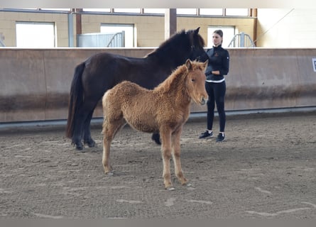 Icelandic Horse, Stallion, 2 years, 13.2 hh, Chestnut-Red