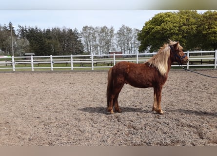 Icelandic Horse, Stallion, 2 years, 13.2 hh, Chestnut-Red