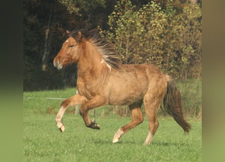Icelandic Horse, Stallion, 2 years, 13.2 hh, Dun