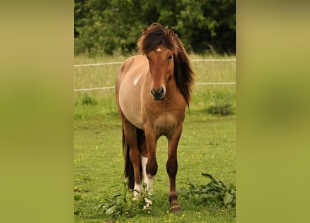 Icelandic Horse, Stallion, 2 years, 13.2 hh, Dun