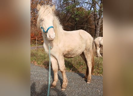 Icelandic Horse, Stallion, 2 years, 13.2 hh, Perlino