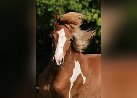 Icelandic Horse, Stallion, 2 years, 13.2 hh, Tobiano-all-colors