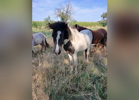 Icelandic Horse, Stallion, 2 years