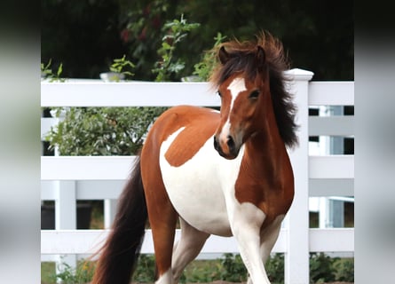 Icelandic Horse, Stallion, 2 years, Pinto