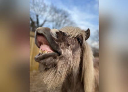 Icelandic Horse, Stallion, 3 years, 13,1 hh