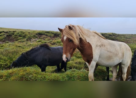 Icelandic Horse, Stallion, 3 years, 13.1 hh, Overo-all-colors