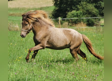 Islandpferd, Hengst, 3 Jahre, 13,1 hh, Palomino