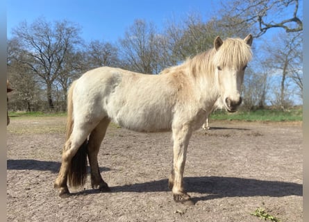 Icelandic Horse, Stallion, 3 years, 13.2 hh
