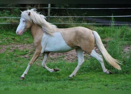 Icelandic Horse, Stallion, 3 years, 13.2 hh, Palomino