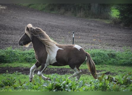 Icelandic Horse, Stallion, 3 years, 13,3 hh, Pinto