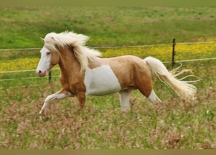 Icelandic Horse, Stallion, 3 years, 13,2 hh, Palomino
