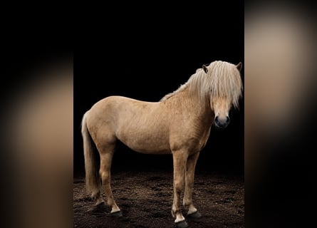 Icelandic Horse, Stallion, 3 years, 14 hh