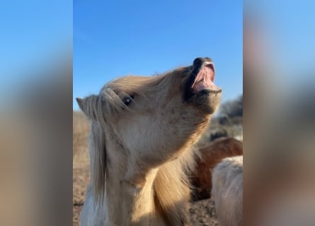 Icelandic Horse, Stallion, 3 years, 14 hh