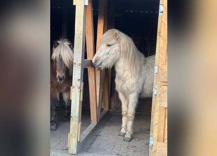 Icelandic Horse, Stallion, 3 years, 14 hh