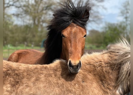 Icelandic Horse, Stallion, 3 years, 14 hh, Brown