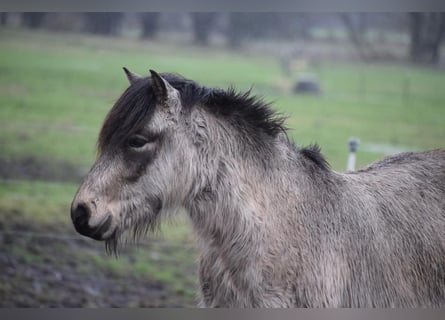 Icelandic Horse, Stallion, 4 years, 13,3 hh