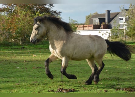 Icelandic Horse, Stallion, 4 years, 13,3 hh