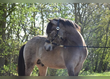 Icelandic Horse, Stallion, 4 years, 13,3 hh