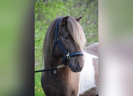 Icelandic Horse, Stallion, 4 years, 13,3 hh, Pinto