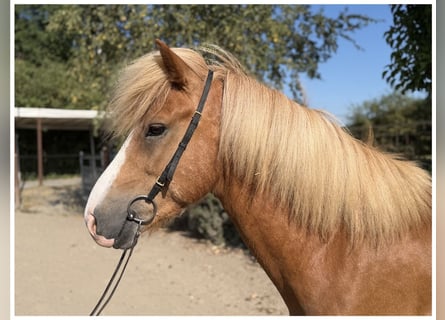 Icelandic Horse, Stallion, 5 years, 13.2 hh, Chestnut-Red