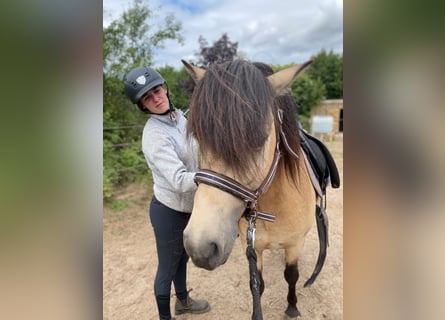 Icelandic Horse, Stallion, 5 years, 13.3 hh