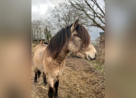 Icelandic Horse, Stallion, 5 years, 13.3 hh
