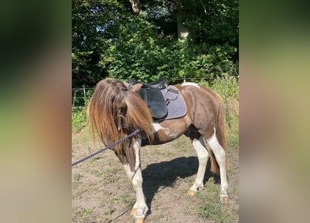 Icelandic Horse, Stallion, 5 years, 13.3 hh, Pinto