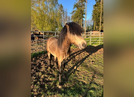 Icelandic Horse, Stallion, 5 years, 13,3 hh