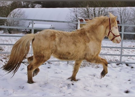 Icelandic Horse, Stallion, 5 years, 13,3 hh, Palomino
