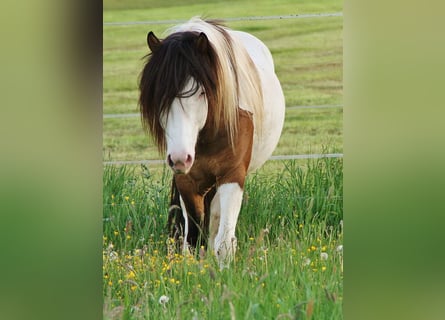 Islandpferd, Hengst, 6 Jahre, 13,1 hh, Schecke