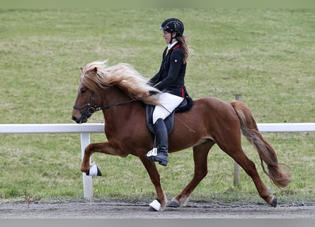 Icelandic Horse, Stallion, 6 years, 13,3 hh, Chestnut-Red