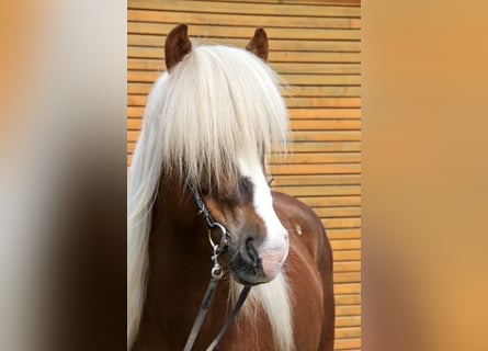Icelandic Horse, Stallion, 7 years, 13.2 hh, Chestnut-Red
