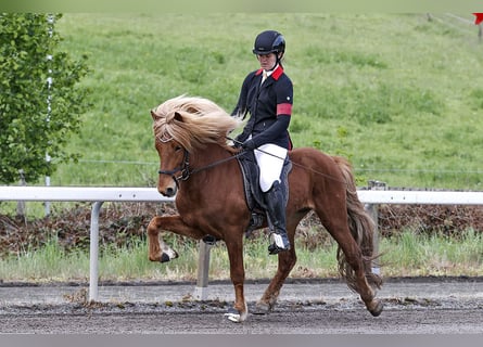 Icelandic Horse, Stallion, 7 years, 13.3 hh, Chestnut-Red